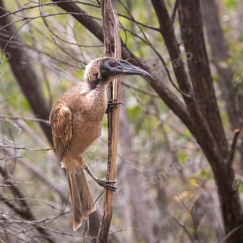 Preview: Helmeted Friarbird (Philemon albitorques) perched in the bushland of Magnetic Island in Townsville