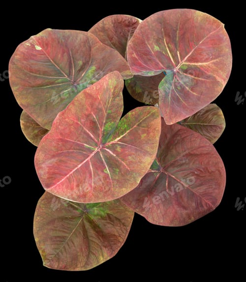 Preview: Beautiful colorful caladium on Black background isolate with clipping path. Queen