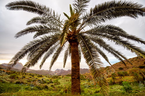 Preview: La Gomera landscape