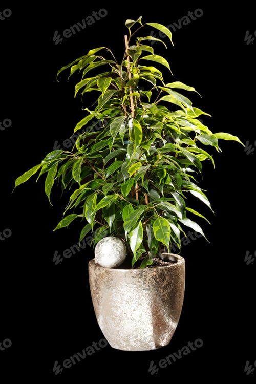 Preview: Ficus In The Pot
