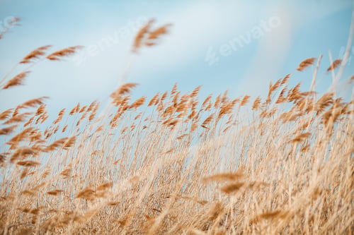 Preview: Dried corn maize field, blue cloudy sky. Cornfield rural landscape
