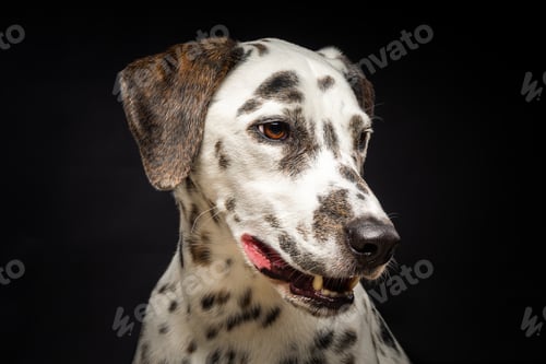 Preview: Portrait of a Dalmatian dog, on an isolated black background.