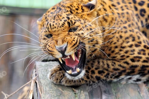 Preview: Leopard