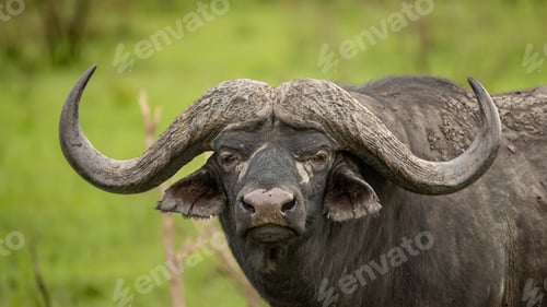 Preview: A portrait of a Buffalo bull, Syncerus caffer.