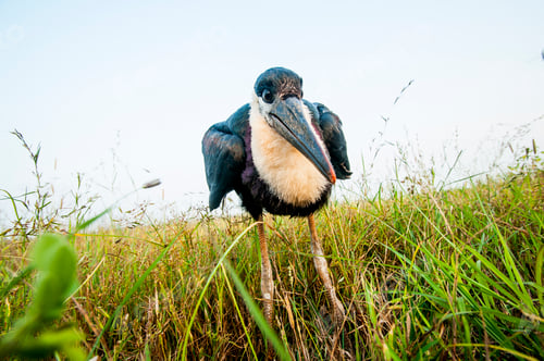 Preview: Woolly-necked stork or white necked stork, in the nature habitat, India.