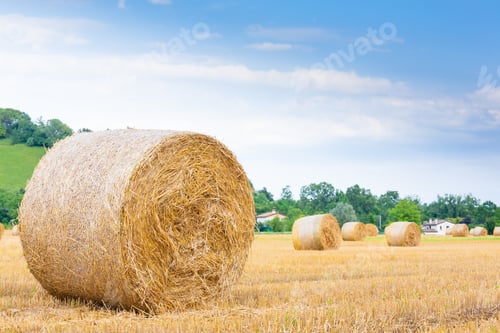 Preview: Italian countryside panorama. Round bales on wheat field