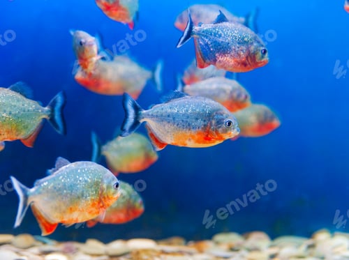 Preview: Colorful fish in aquarium