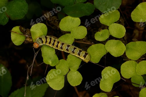 Preview: Caterpillar on maidenhair plant leaves