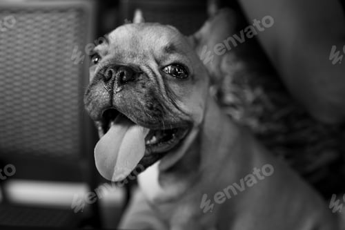 Preview: A playful puppy with its tongue out at a cafe