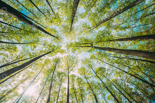 Preview: Looking Up In Beautiful Pine Deciduous Forest Trees Woods Canopy. Bottom View Wide Angle Background