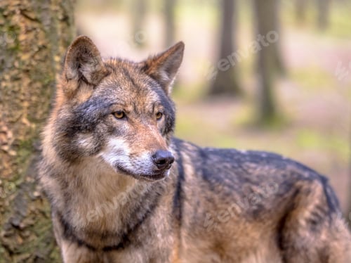Preview: Wolf in between of trees of forest