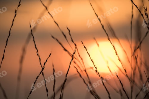Preview: Silhouettes of dry grass
