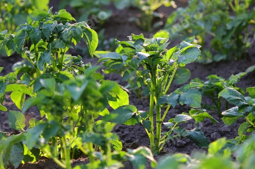 Preview: potato field during potato flowering. agriculture, cultivation of natural food