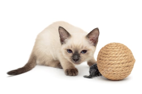 Preview: Little Siamese kitten playing with toy