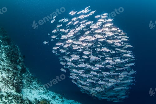 Preview: large school of sardines