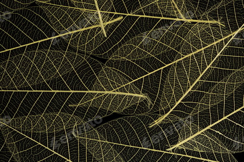 Preview: Background from skeletonized leaves isolated on black