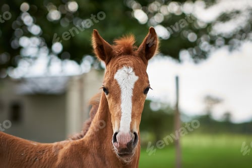 Preview: Portrait of a brown foal with a blurred background