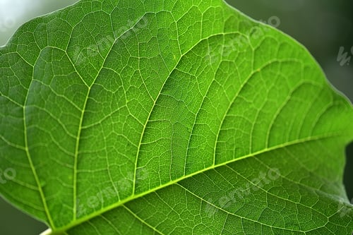 Preview: Close up view of green leaf