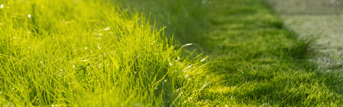 Preview: Green juicy grass on the lawn close-up at sunset. The border of the mown lawn.