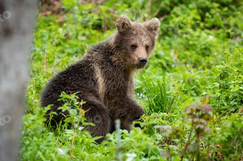 Preview: Brown bear cub resting in green forest in summer nature