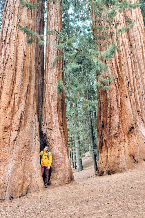 Preview: Tourist With Backpack Hiking In Sequoia National Park. California, United States.