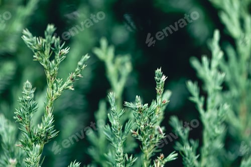 Preview: Natural background, texture of a coniferous tree branch.