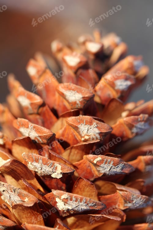 Preview: Pine Cone