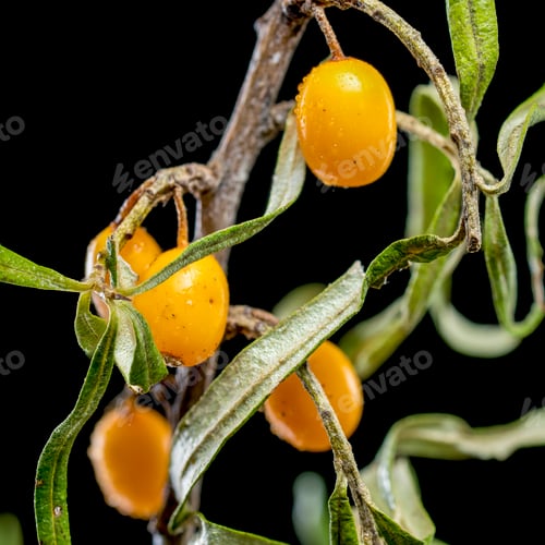 Preview: Sea Buckthorn Berries on Branch isolated on black background