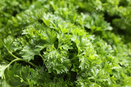Preview: Fresh curly parsley as background, closeup view