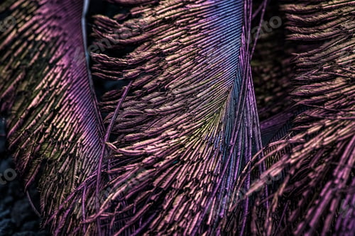 Preview: Bird feathers.