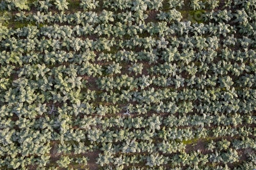 Preview: Aerial view of a growing hunchback thistle winter vegetable