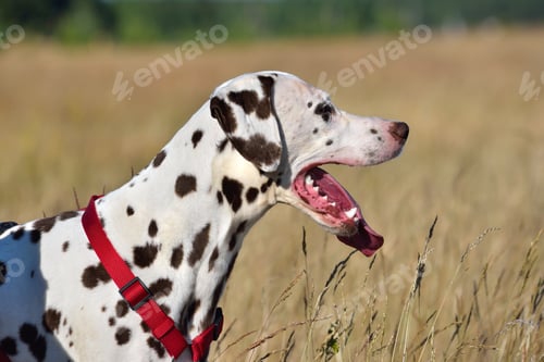 Preview: Dalmatian dog