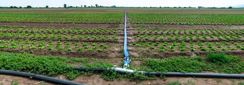 Preview: Planted agriculture land and pipe for watering.