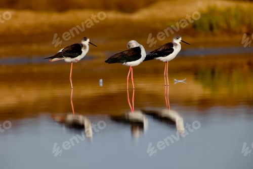 Preview: Black-Winged Stilt