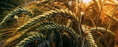 Preview: Ripening ears of common wheat (Triticum aestivum) cultivated crops in field