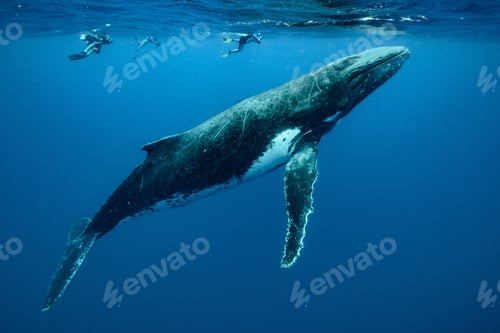 Preview: Closeup shot of humpback whales swimming in the Pacific Ocean