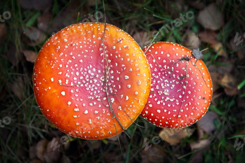 Vorschau: Fliegenpilz