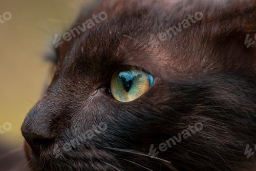 Preview: Cats eye macro close up, gorgeous young kitty posing for a photo.