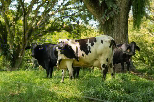 Preview: three cows in a paddock under two large trees. cows without horns