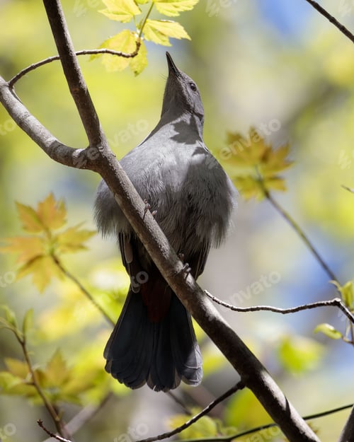 Preview: A Gray catbird (Dumetella carolinensis) perched on a tree branch