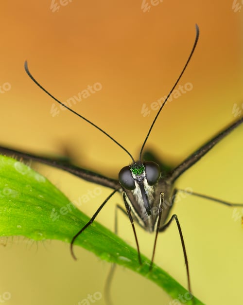Preview: Close up of tropical butterfly