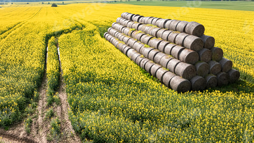 Preview: Pile of bales of hay on rape field in countryside.