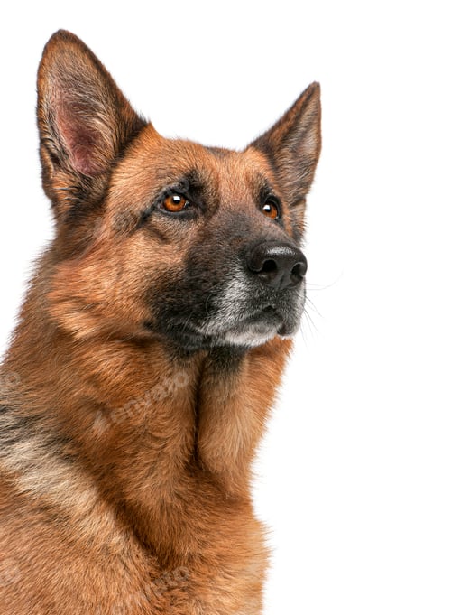 Preview: German shepherd dog looking up on white background