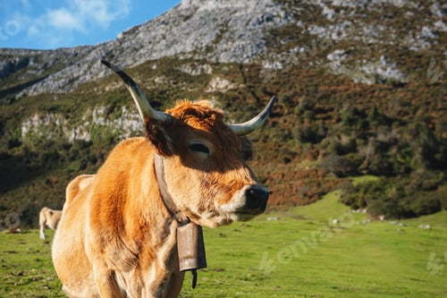 Preview: free cow in the mountain