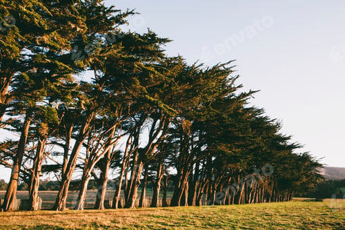 Preview: Row of Monterey Cypress trees native species of tree on the edge of a field near Point Reyes.