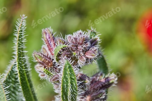 Preview: Blooming wild flowers on background of green grass, spring