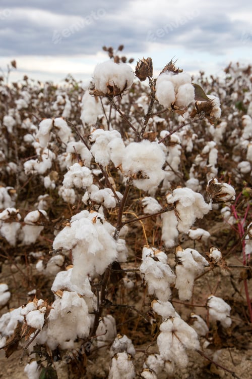 Preview: Cotton fields ready for harvesting, agriculture