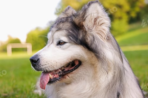 Preview: Portrait of adorable Alaskan malamute dog outdoors in morning, closeup