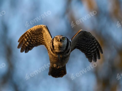 Preview: Northern hawk owl (Surnia ulula)