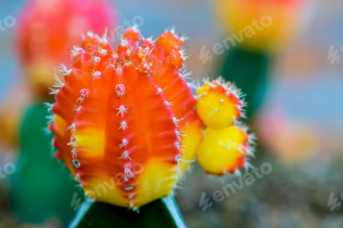 Preview: Close up beautiful flower of Moon Cactus